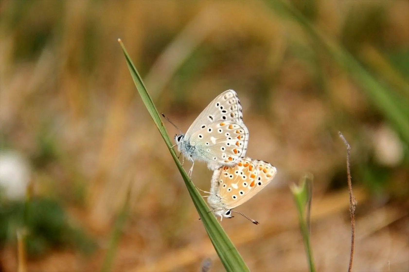 'Çok gözlü gök mavisi' göz kamaştırıyor