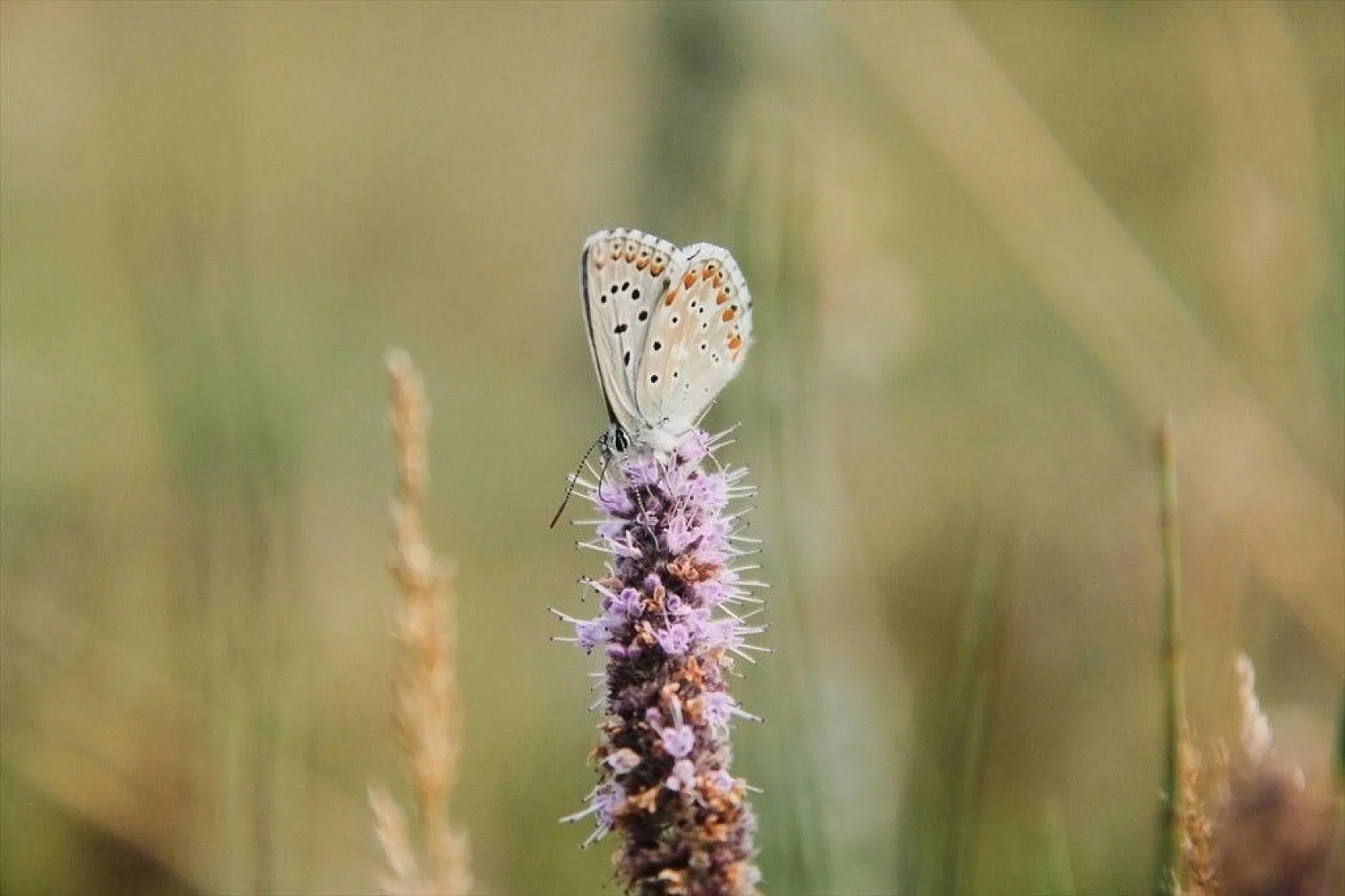 'Çok gözlü gök mavisi' göz kamaştırıyor