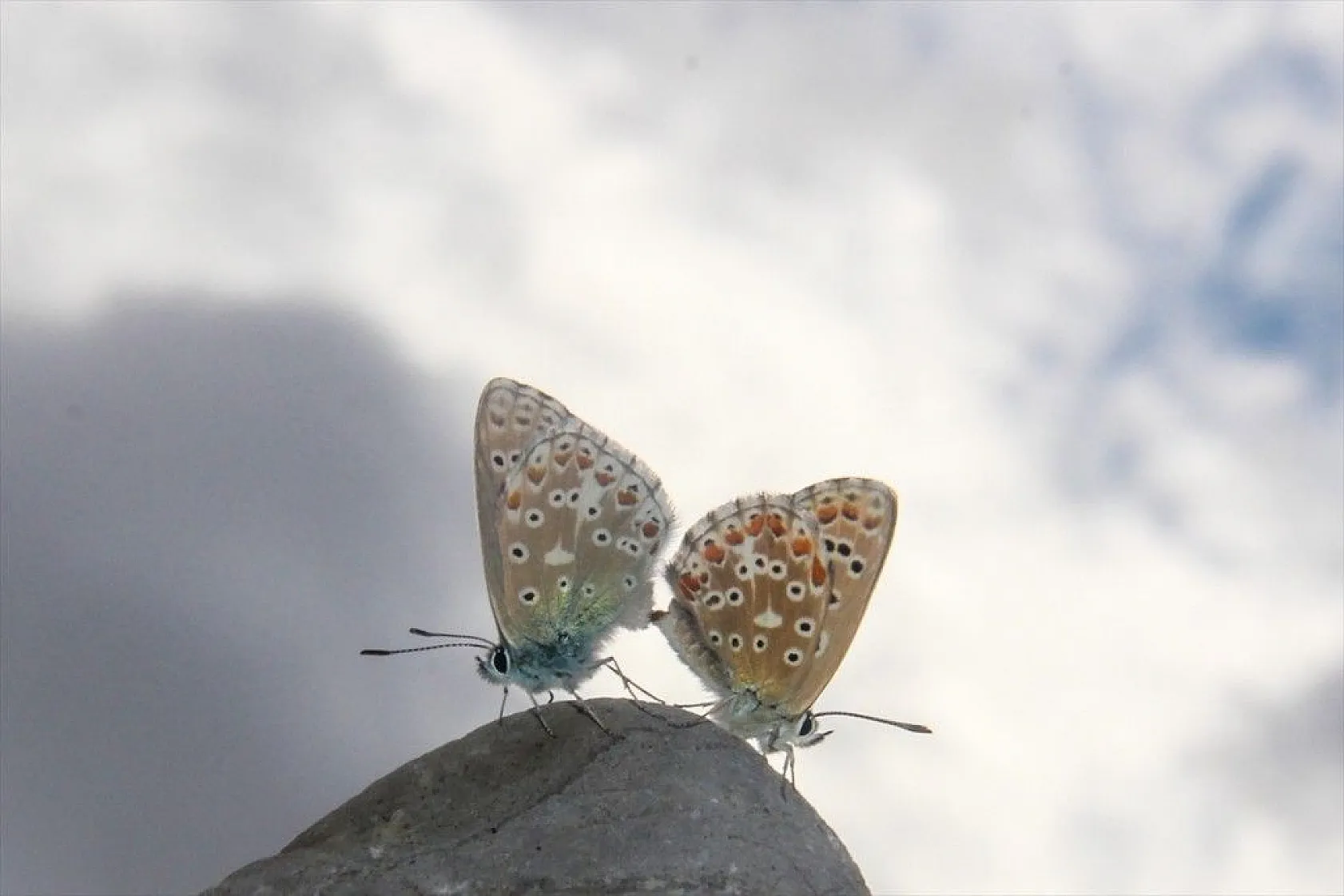'Çok gözlü gök mavisi' göz kamaştırıyor