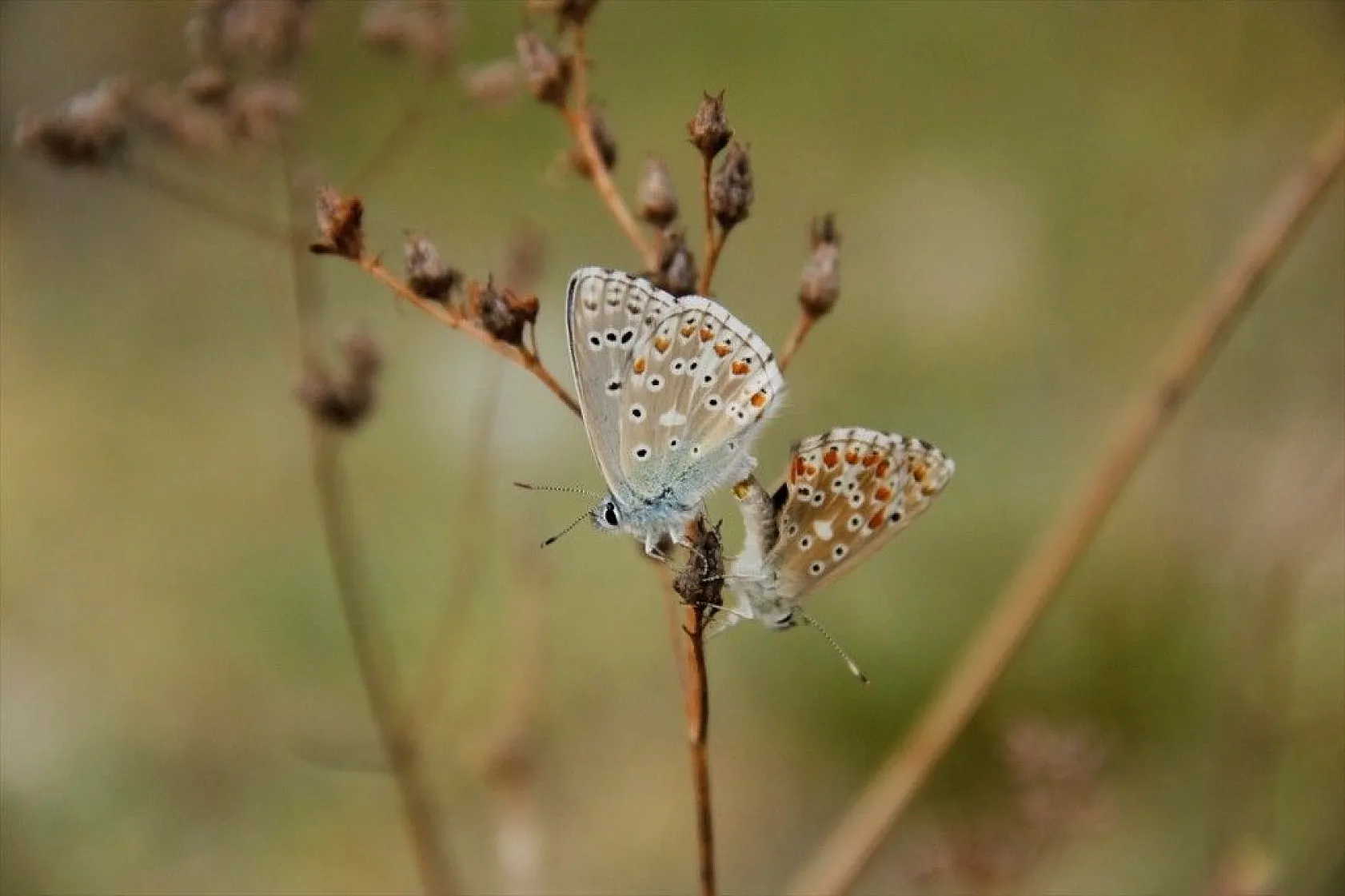 'Çok gözlü gök mavisi' göz kamaştırıyor