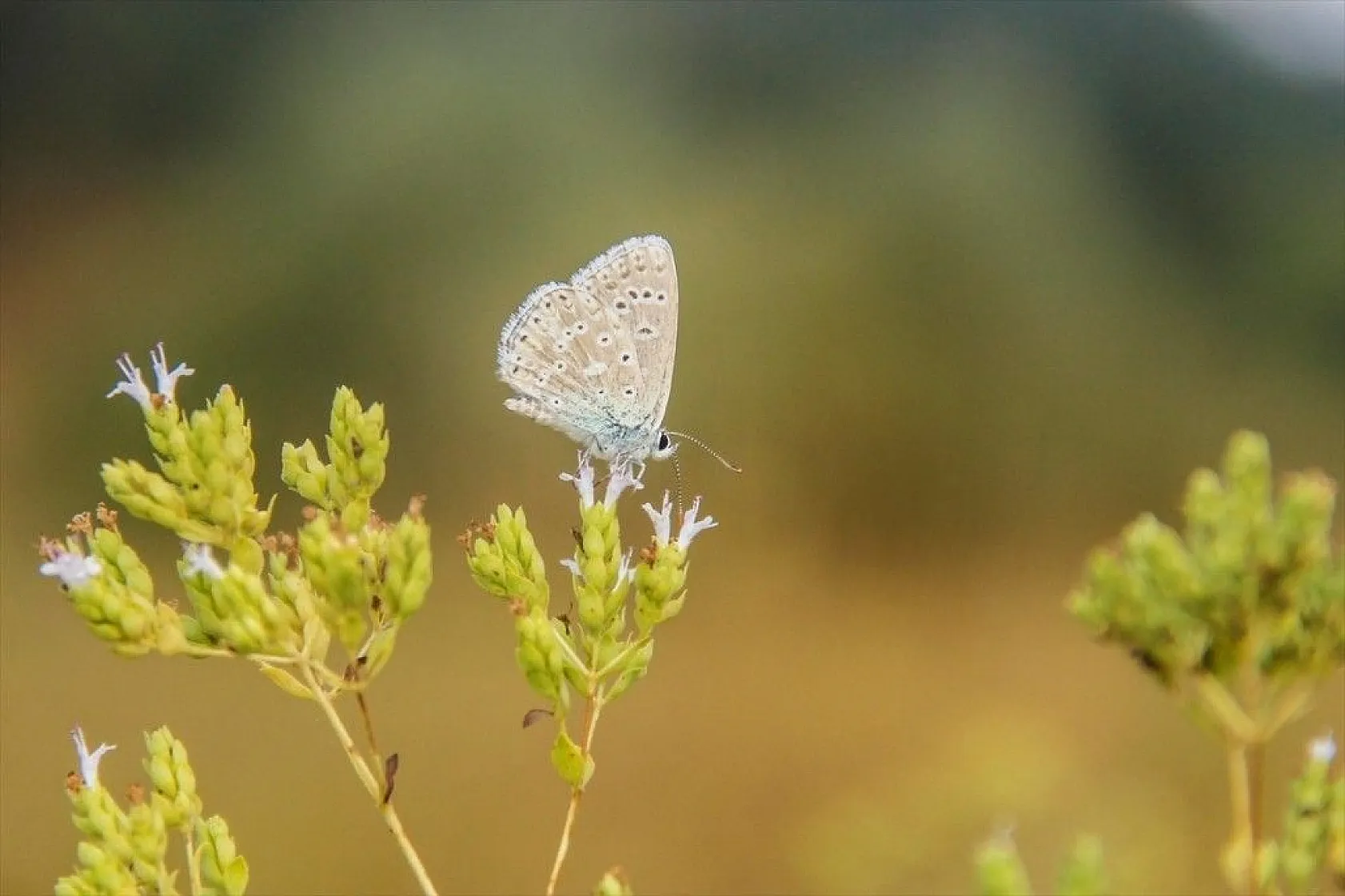 'Çok gözlü gök mavisi' göz kamaştırıyor