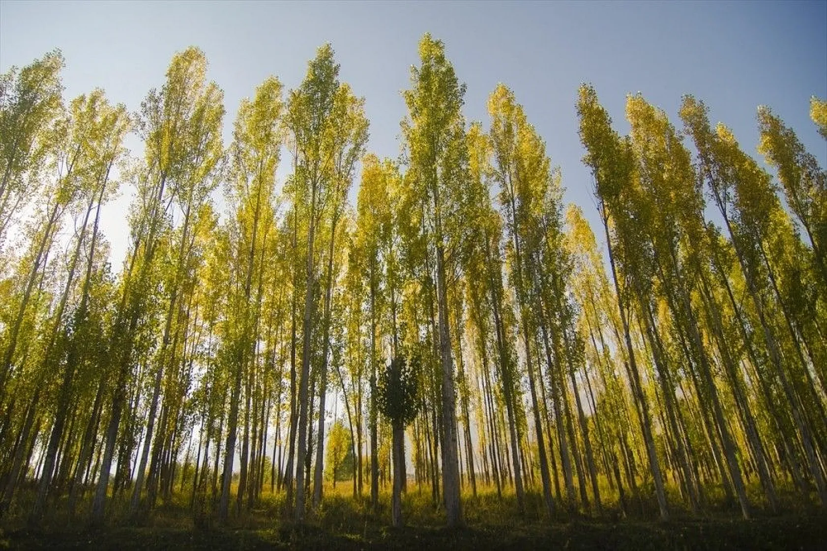 Ovacık'ta güz renkleri göz kamaştırıyor