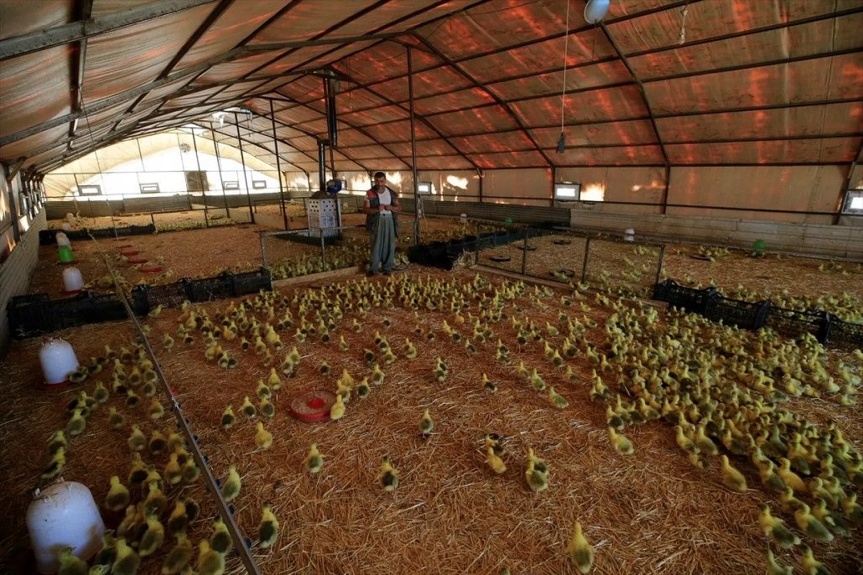 Devlet desteğiyle kaz üretimini 4 yılda 100 kat arttırdı