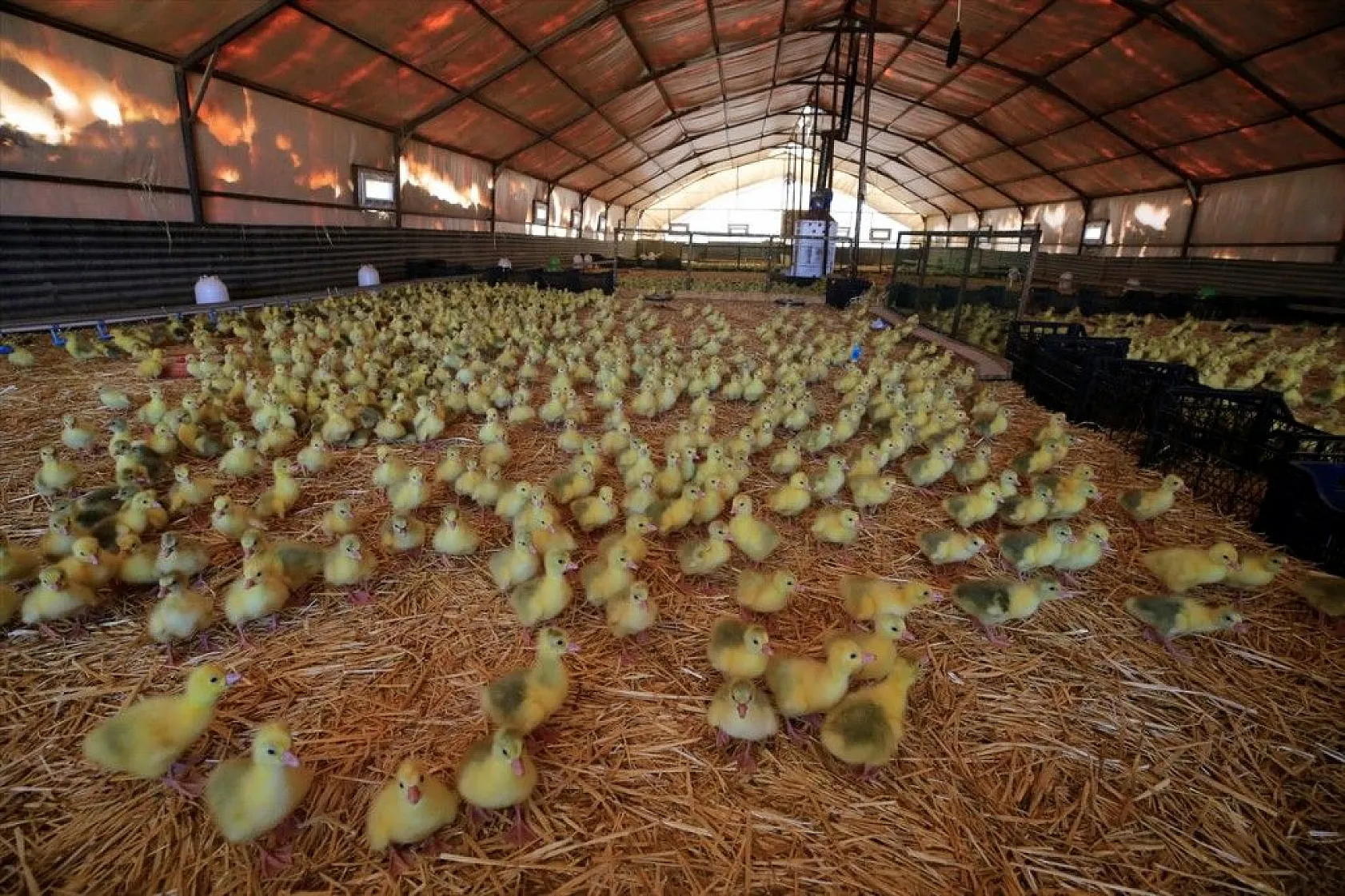 Devlet desteğiyle kaz üretimini 4 yılda 100 kat arttırdı