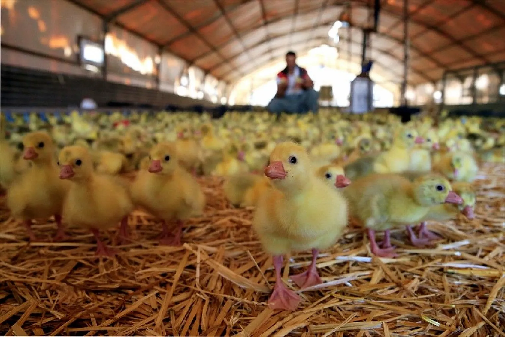 Devlet desteğiyle kaz üretimini 4 yılda 100 kat arttırdı