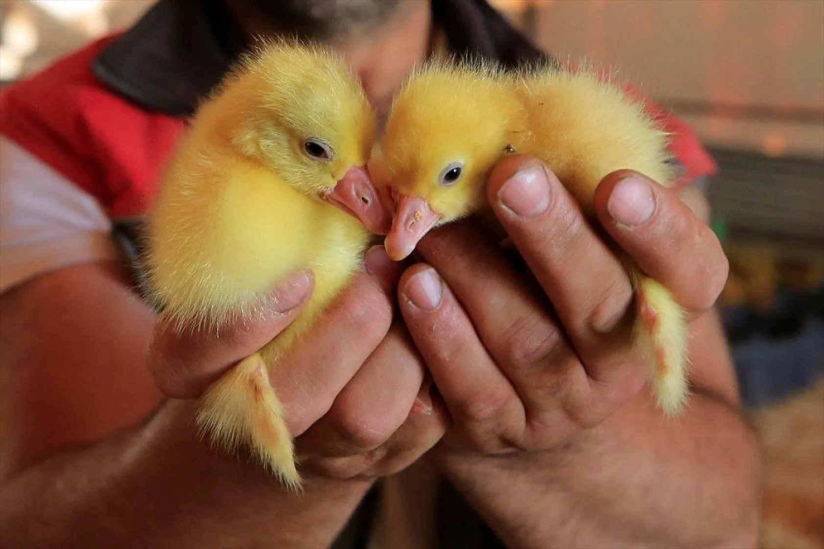 Devlet desteğiyle kaz üretimini 4 yılda 100 kat arttırdı