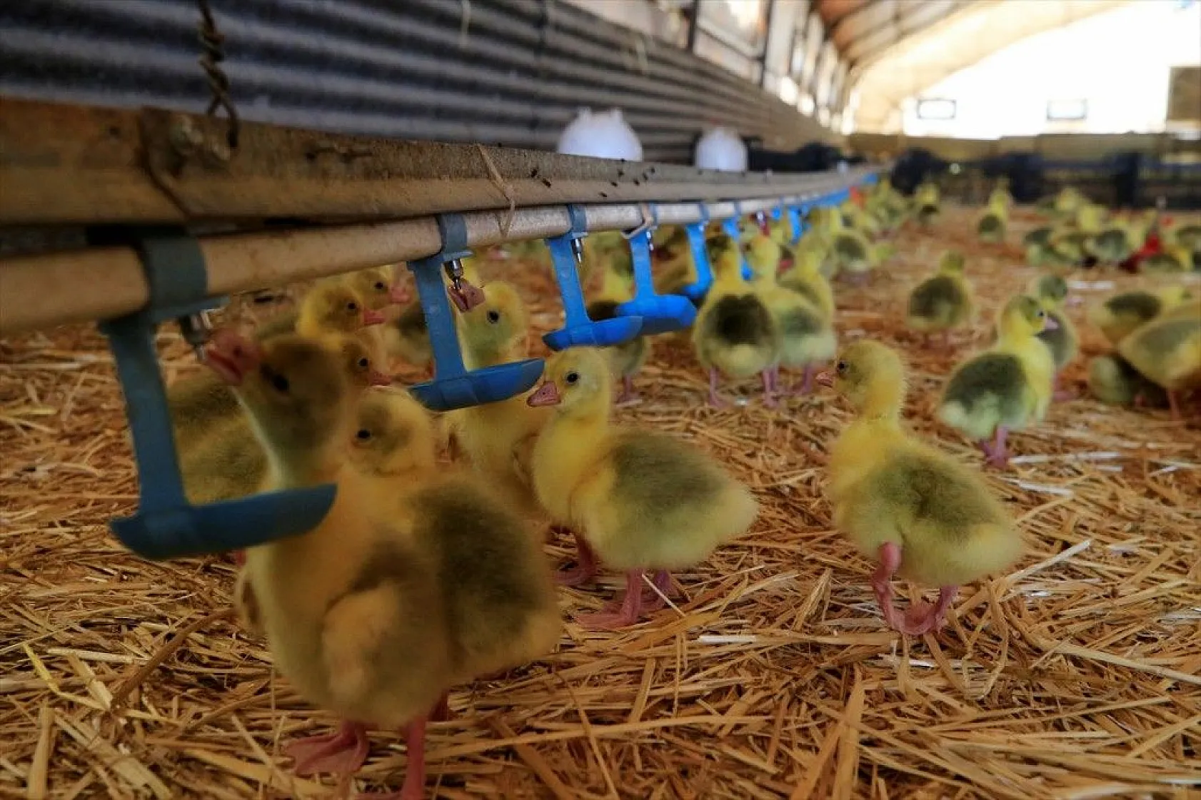 Devlet desteğiyle kaz üretimini 4 yılda 100 kat arttırdı