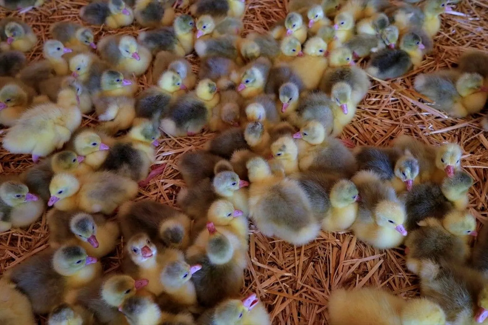 Devlet desteğiyle kaz üretimini 4 yılda 100 kat arttırdı