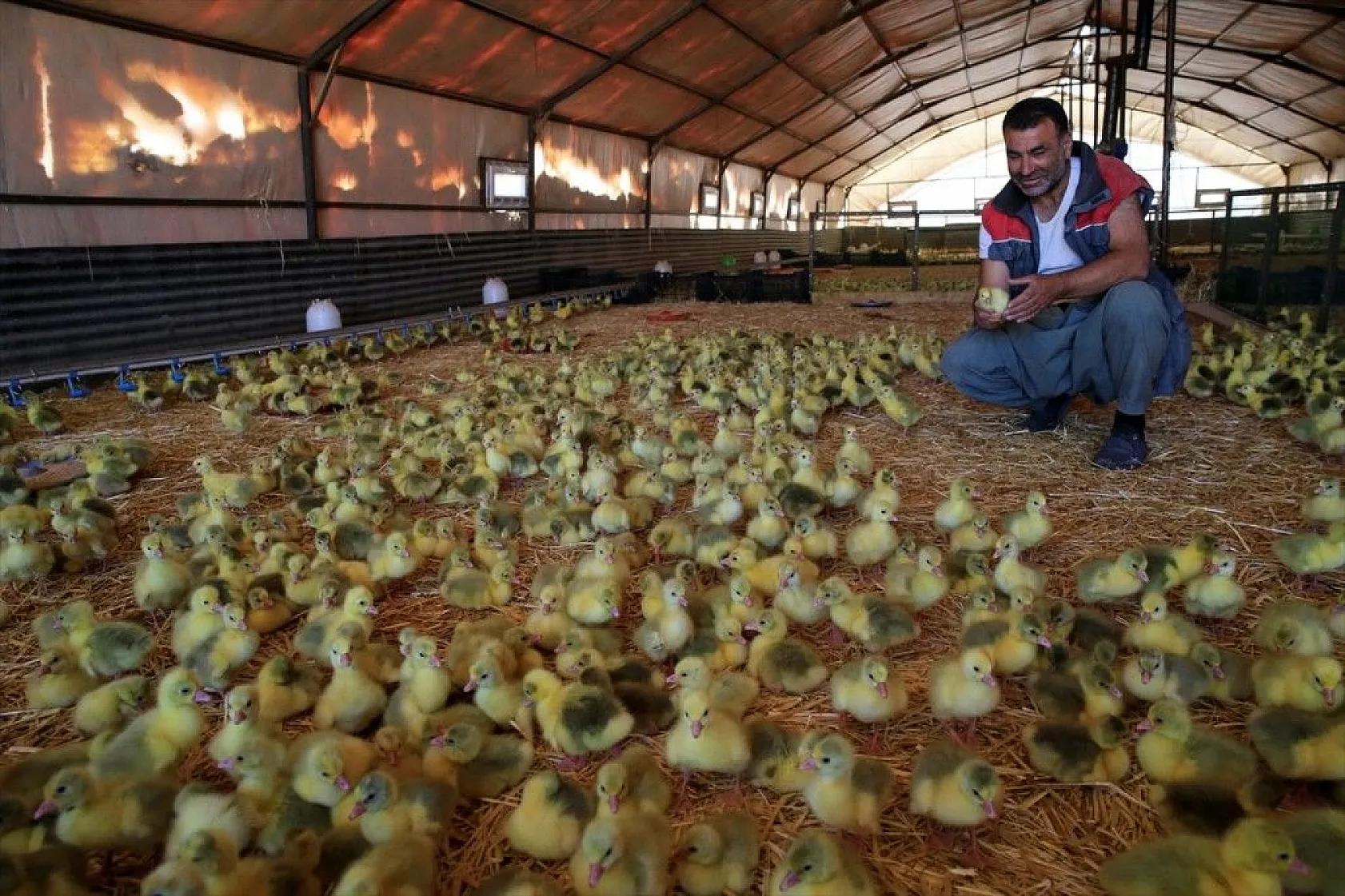 Devlet desteğiyle kaz üretimini 4 yılda 100 kat arttırdı