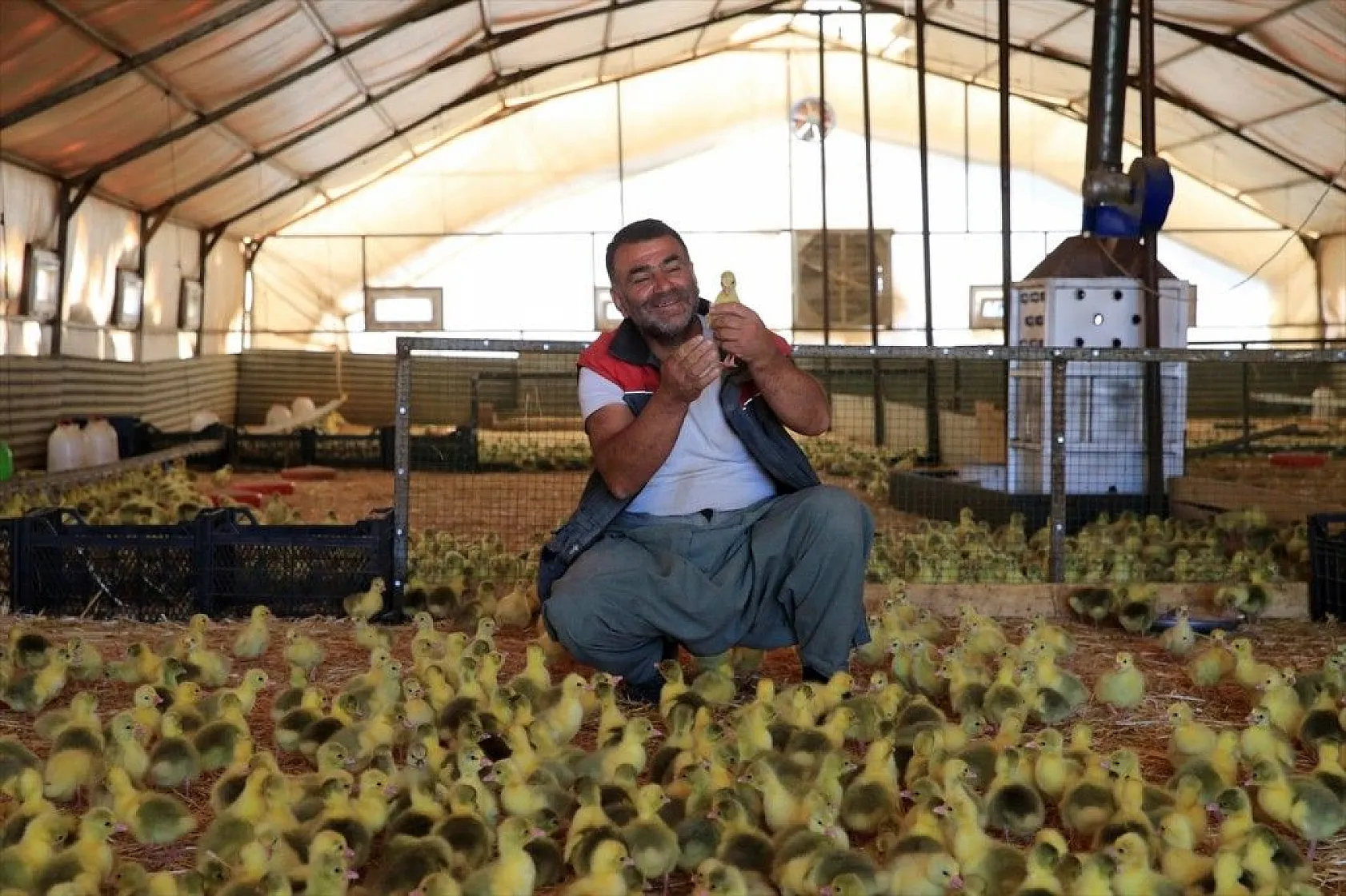 Devlet desteğiyle kaz üretimini 4 yılda 100 kat arttırdı