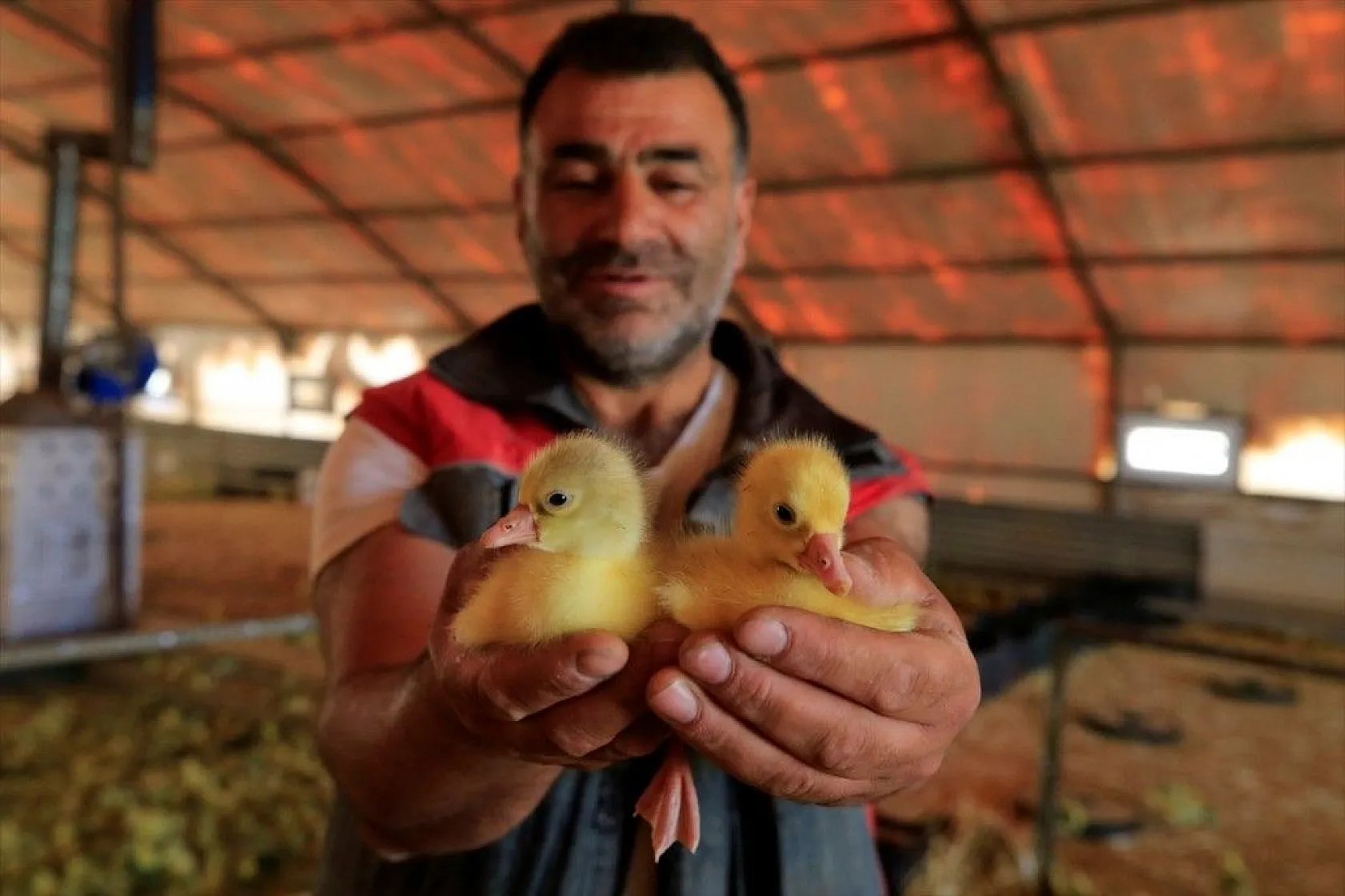 Devlet desteğiyle kaz üretimini 4 yılda 100 kat arttırdı