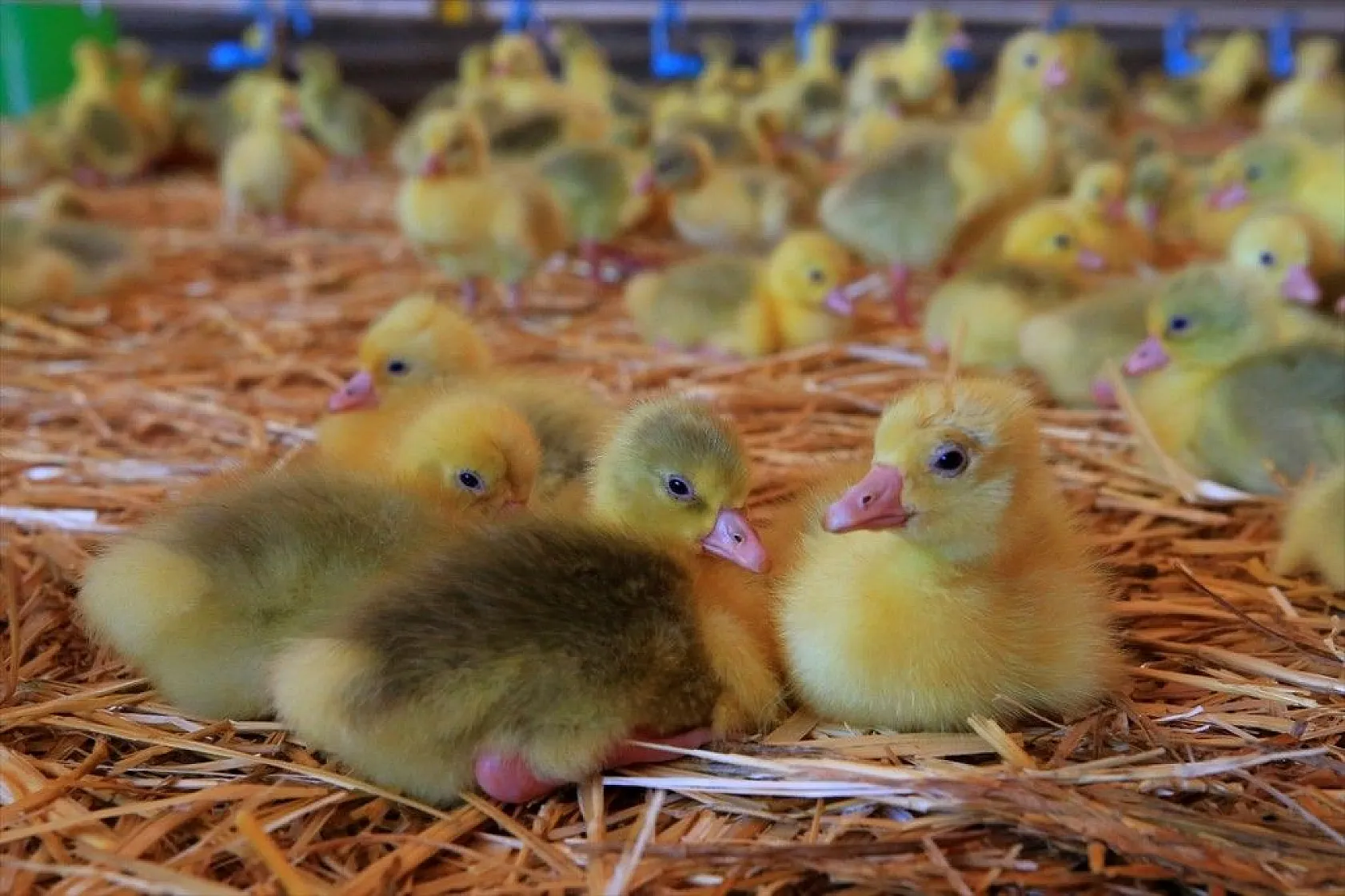 Devlet desteğiyle kaz üretimini 4 yılda 100 kat arttırdı