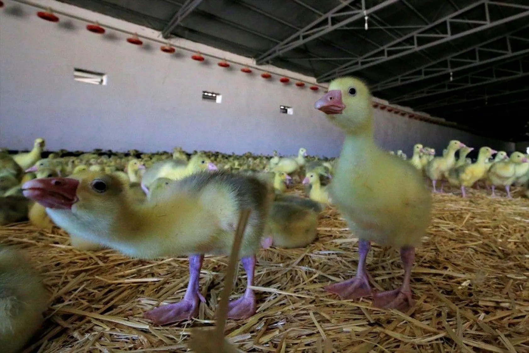 Devlet desteğiyle kaz üretimini 4 yılda 100 kat arttırdı