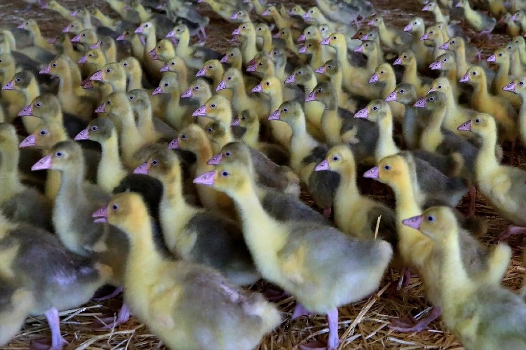 Devlet desteğiyle kaz üretimini 4 yılda 100 kat arttırdı