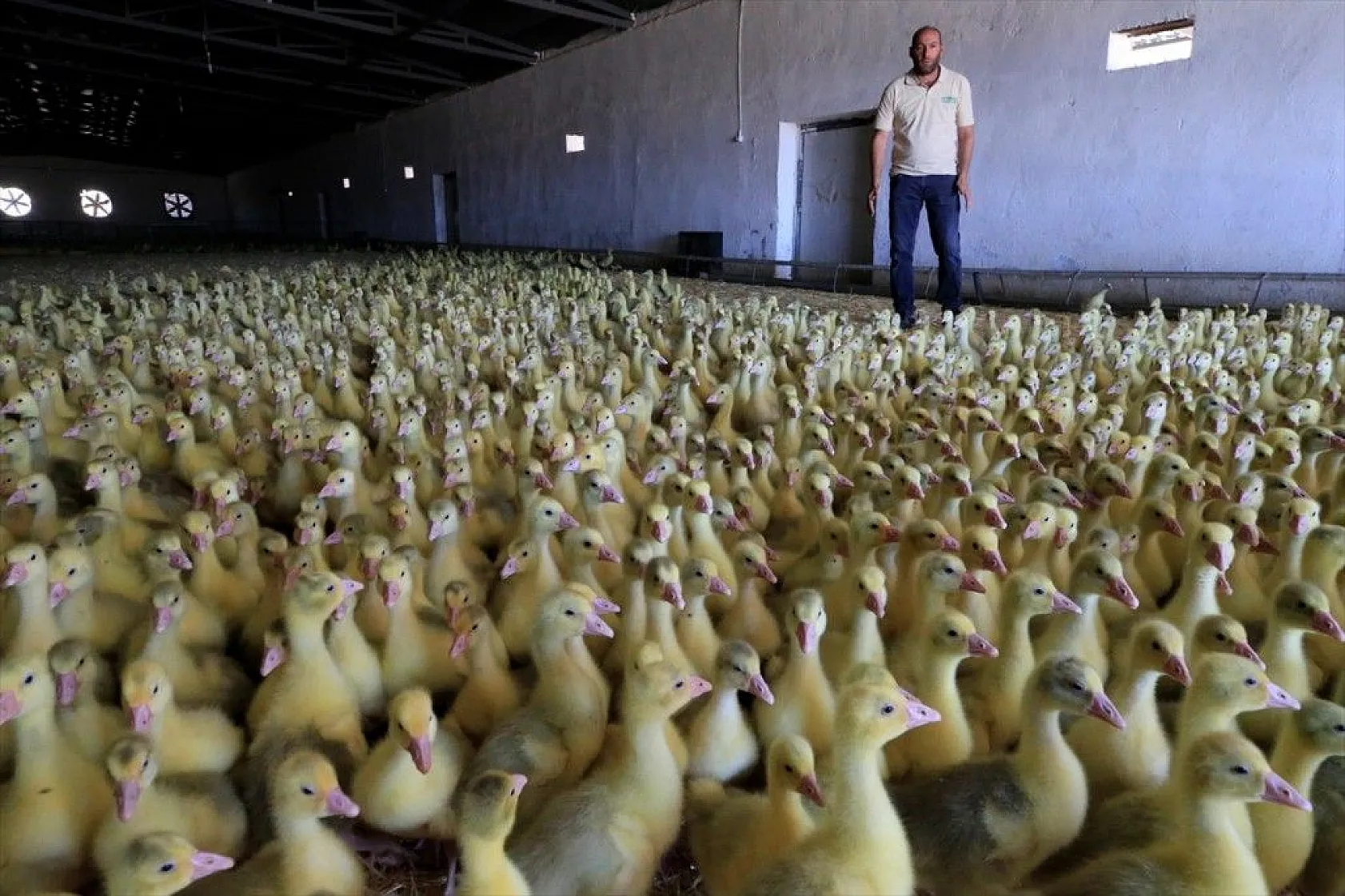 Devlet desteğiyle kaz üretimini 4 yılda 100 kat arttırdı