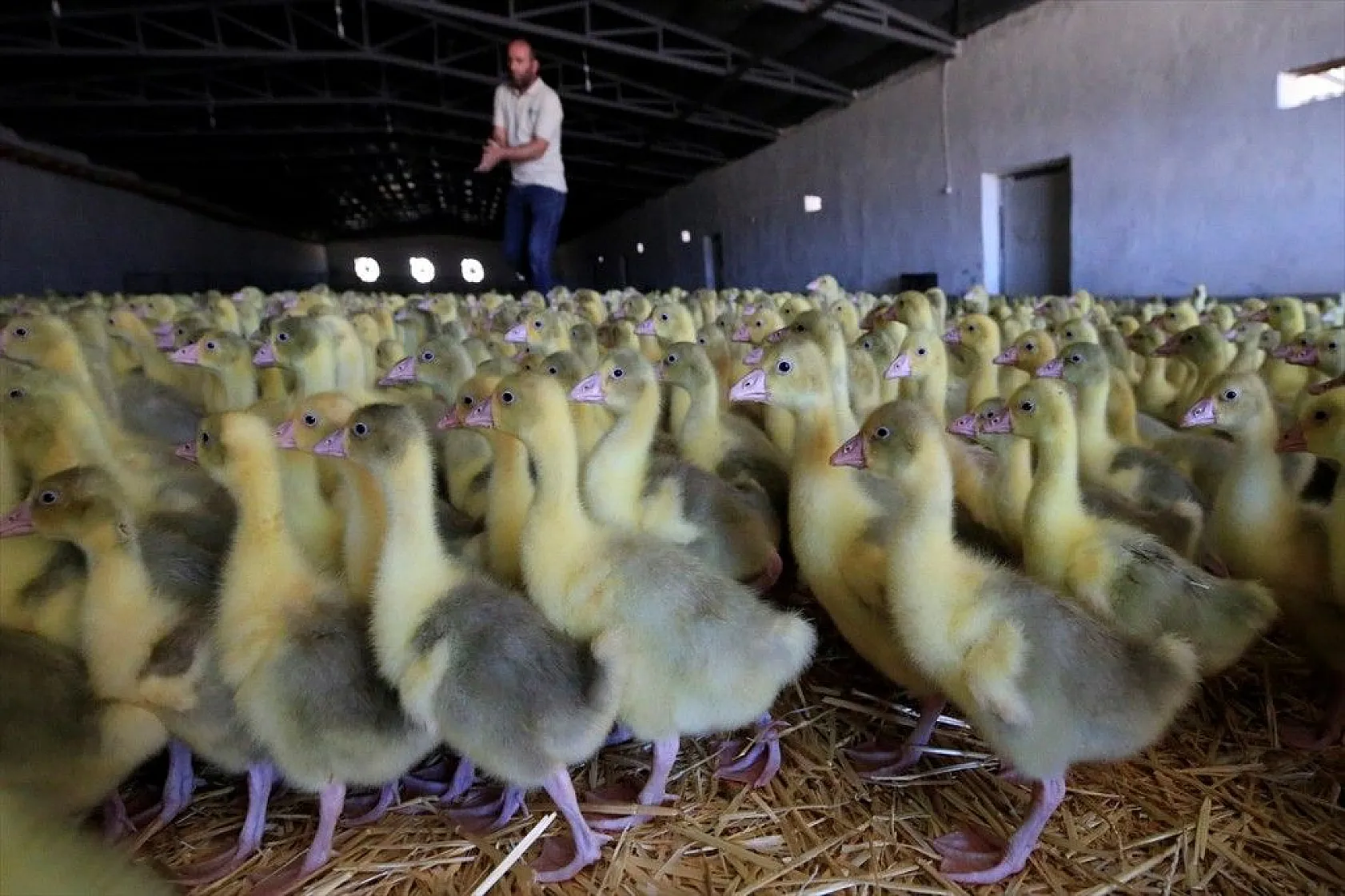 Devlet desteğiyle kaz üretimini 4 yılda 100 kat arttırdı