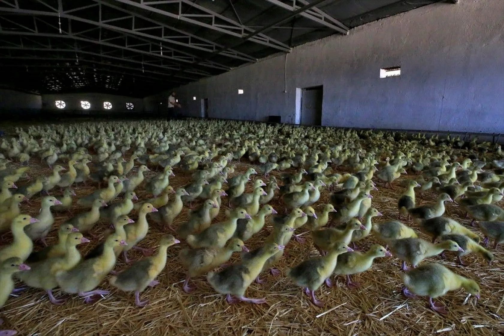 Devlet desteğiyle kaz üretimini 4 yılda 100 kat arttırdı