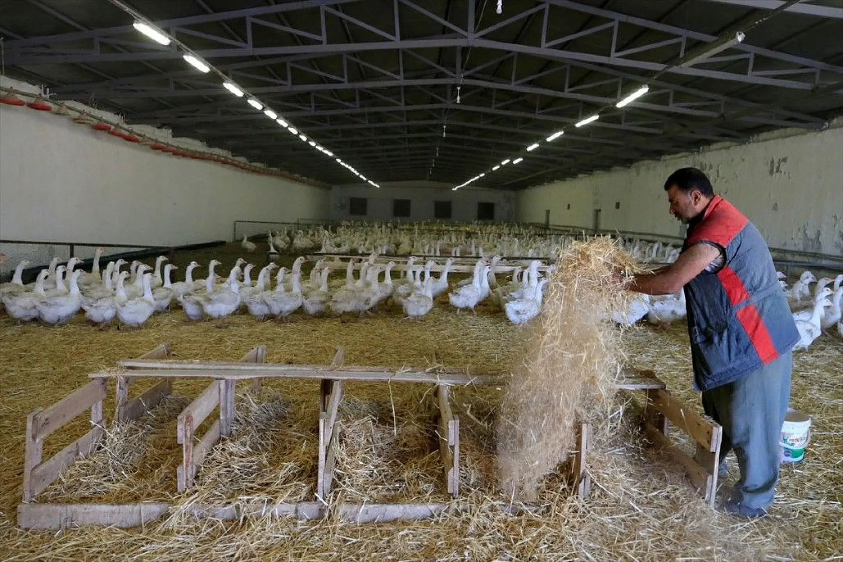 Devlet desteğiyle kaz üretimini 4 yılda 100 kat arttırdı