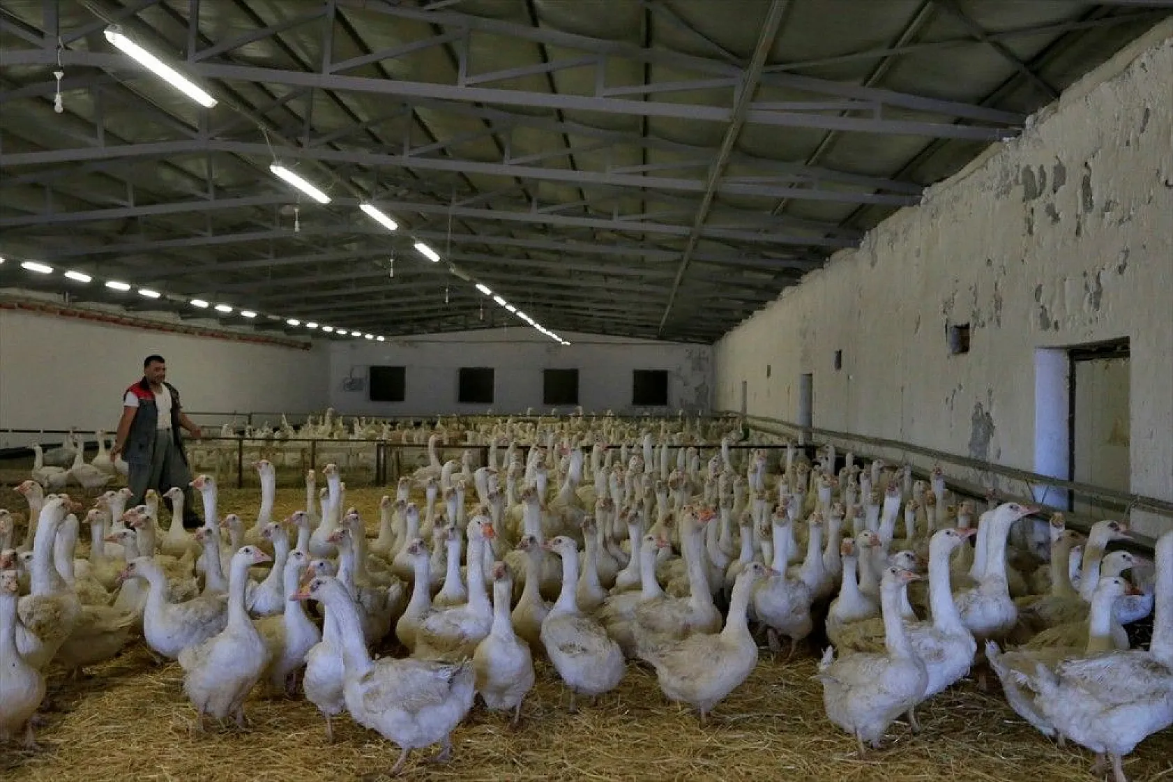 Devlet desteğiyle kaz üretimini 4 yılda 100 kat arttırdı