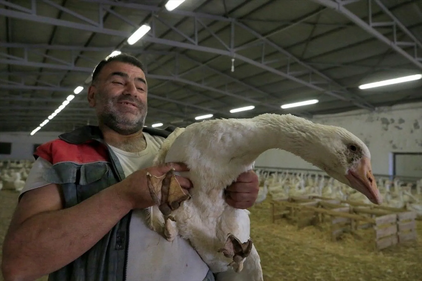 Devlet desteğiyle kaz üretimini 4 yılda 100 kat arttırdı