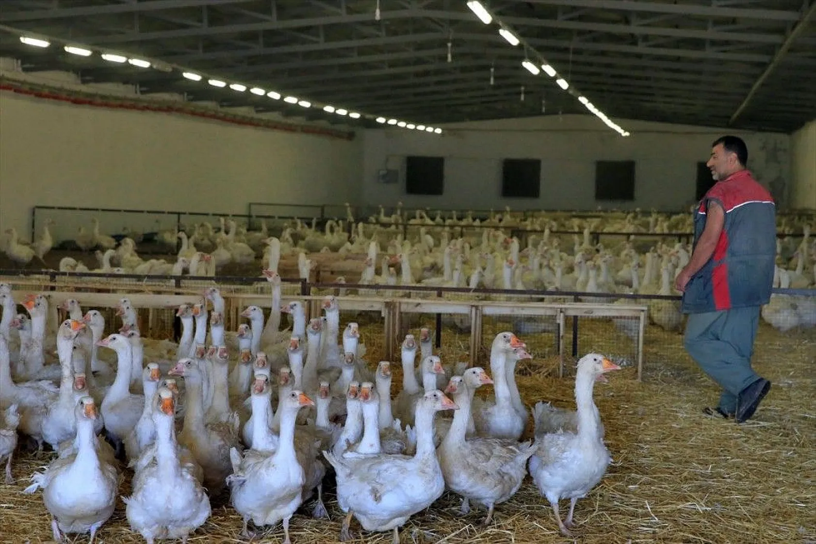 Devlet desteğiyle kaz üretimini 4 yılda 100 kat arttırdı