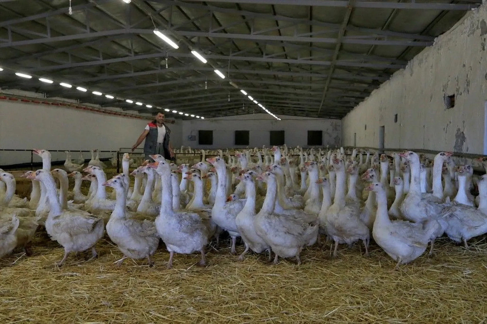 Devlet desteğiyle kaz üretimini 4 yılda 100 kat arttırdı