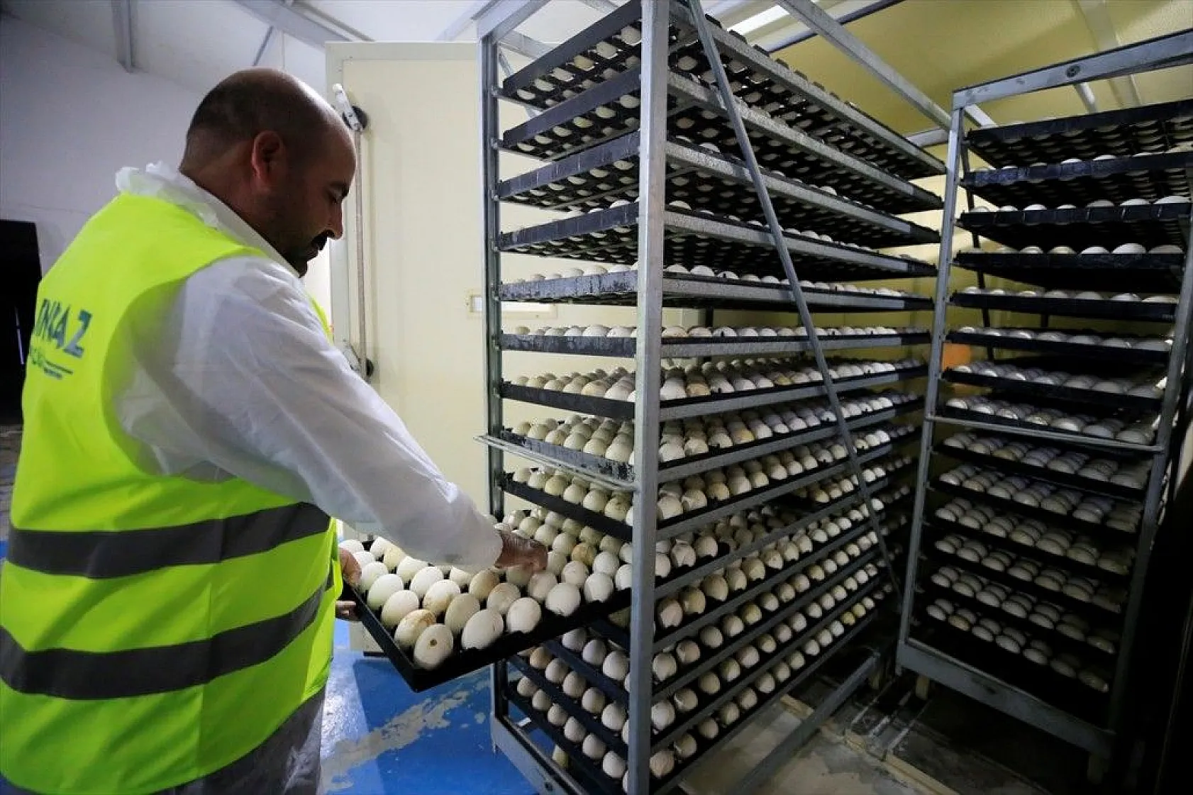 Devlet desteğiyle kaz üretimini 4 yılda 100 kat arttırdı