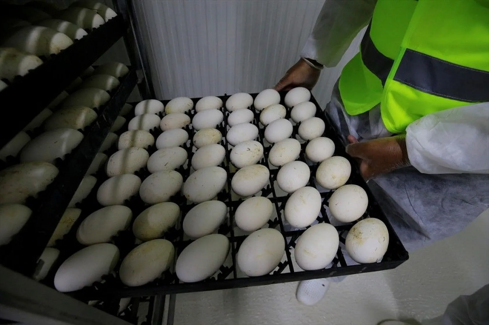 Devlet desteğiyle kaz üretimini 4 yılda 100 kat arttırdı