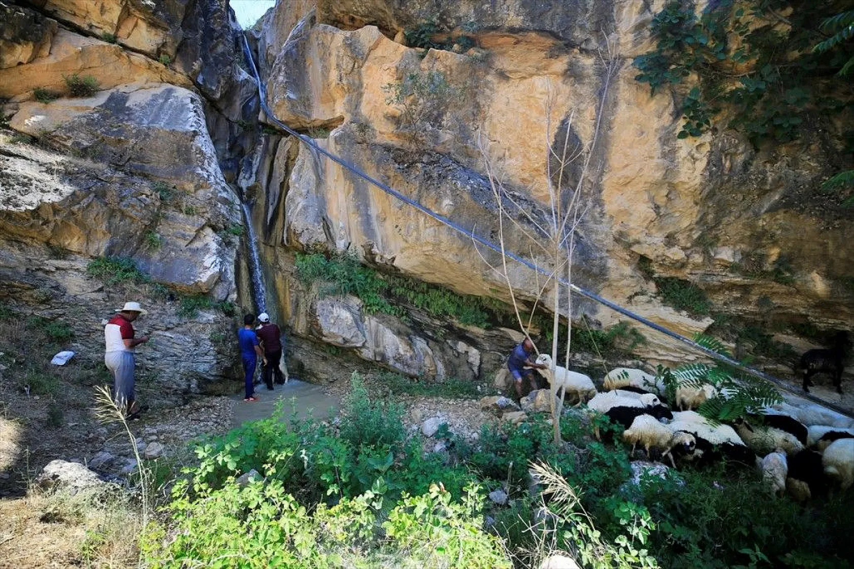 Sıcaktan etkilenen küçükbaş hayvanlar şelalede serinletiliyor