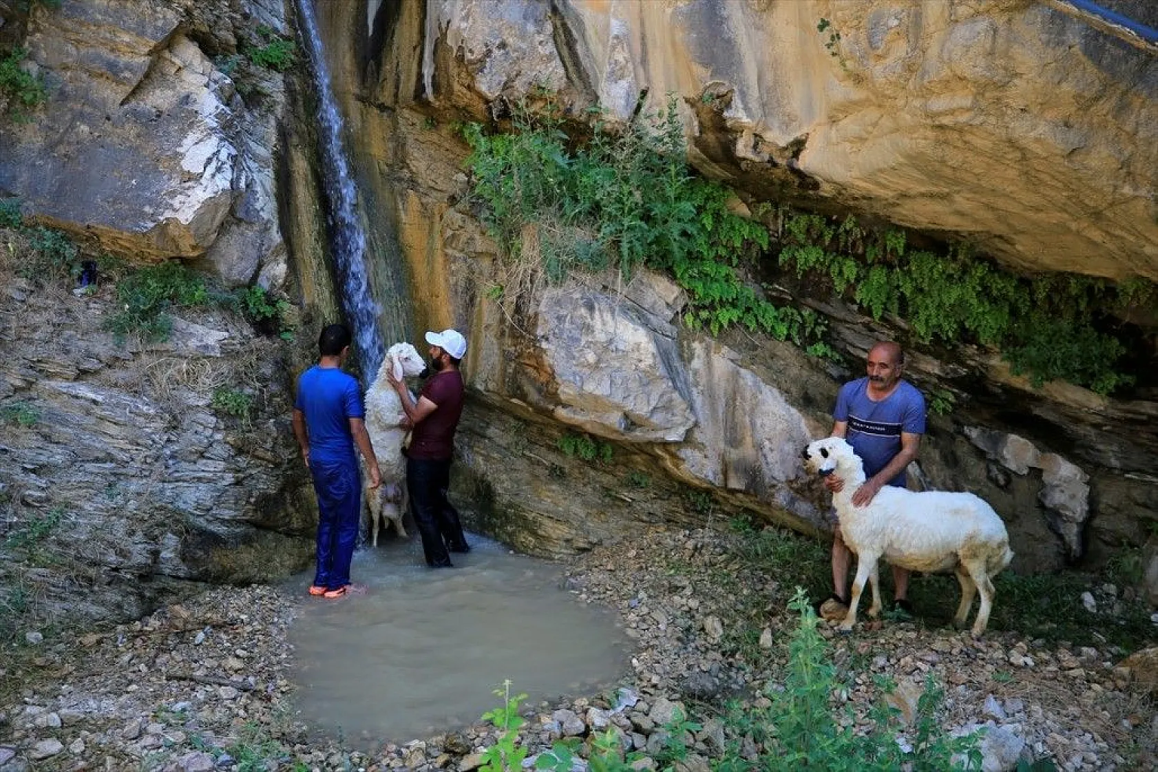 Sıcaktan etkilenen küçükbaş hayvanlar şelalede serinletiliyor