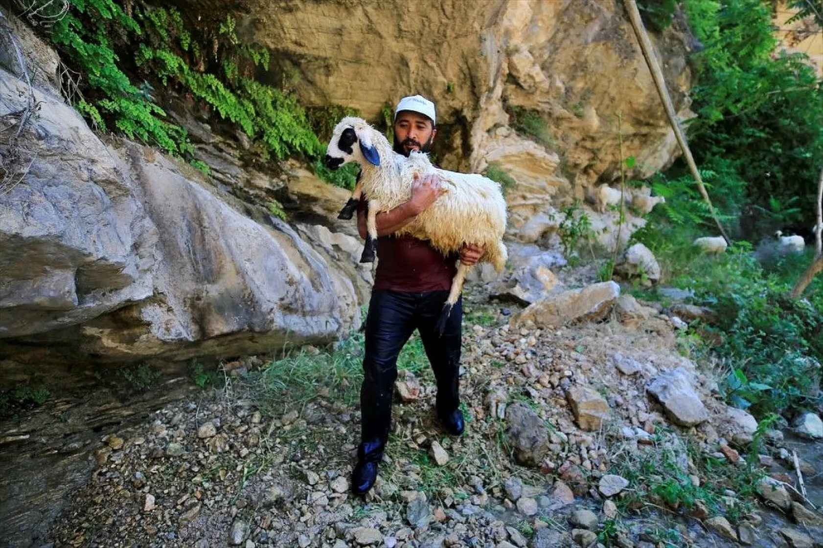 Sıcaktan etkilenen küçükbaş hayvanlar şelalede serinletiliyor