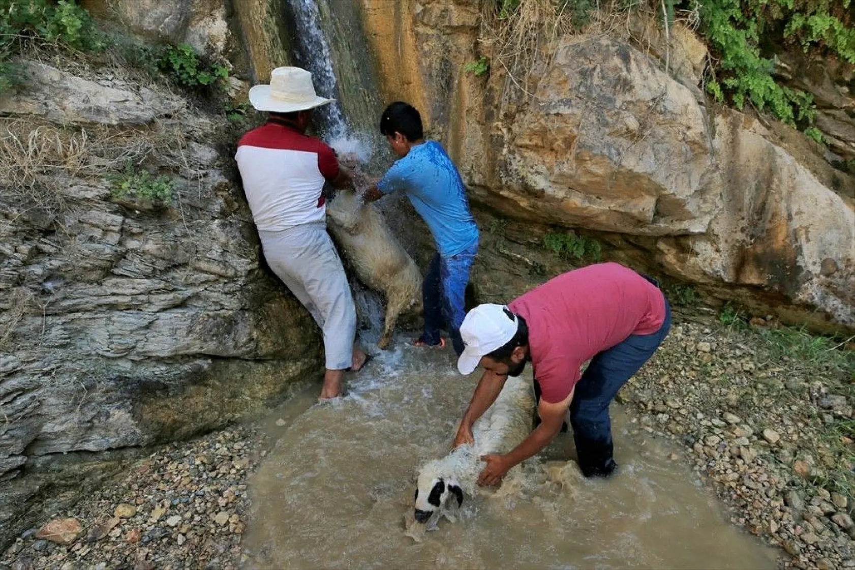 Sıcaktan etkilenen küçükbaş hayvanlar şelalede serinletiliyor