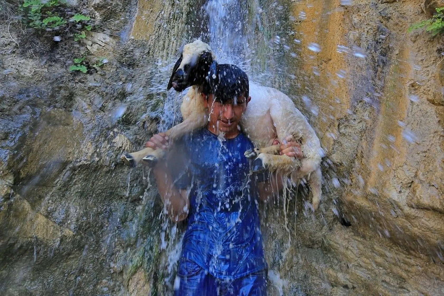Sıcaktan etkilenen küçükbaş hayvanlar şelalede serinletiliyor
