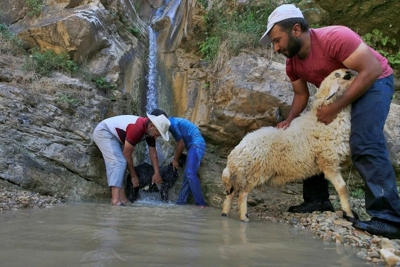 Sıcaktan etkilenen küçükbaş hayvanlar şelalede serinletiliyor