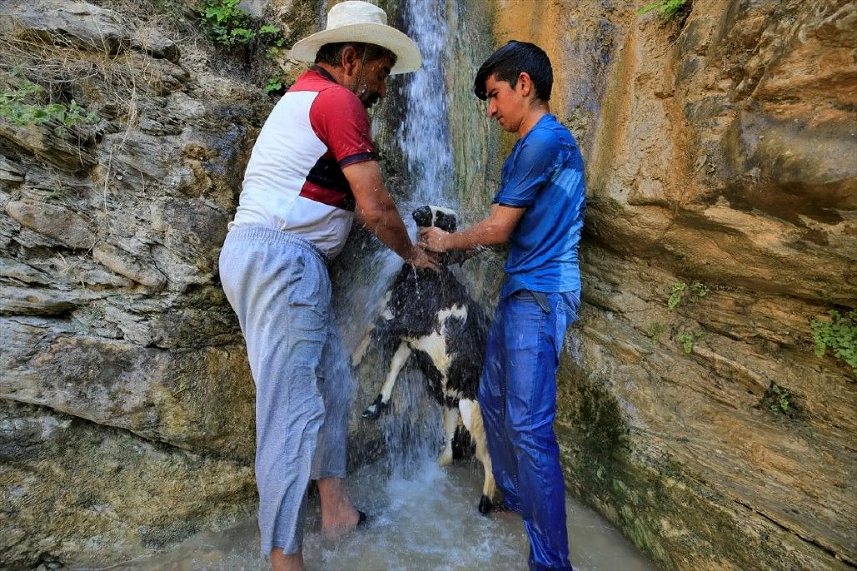 Sıcaktan etkilenen küçükbaş hayvanlar şelalede serinletiliyor