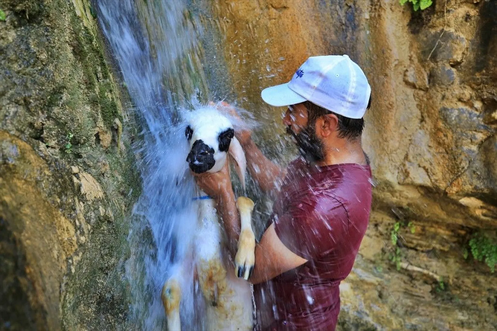 Sıcaktan etkilenen küçükbaş hayvanlar şelalede serinletiliyor