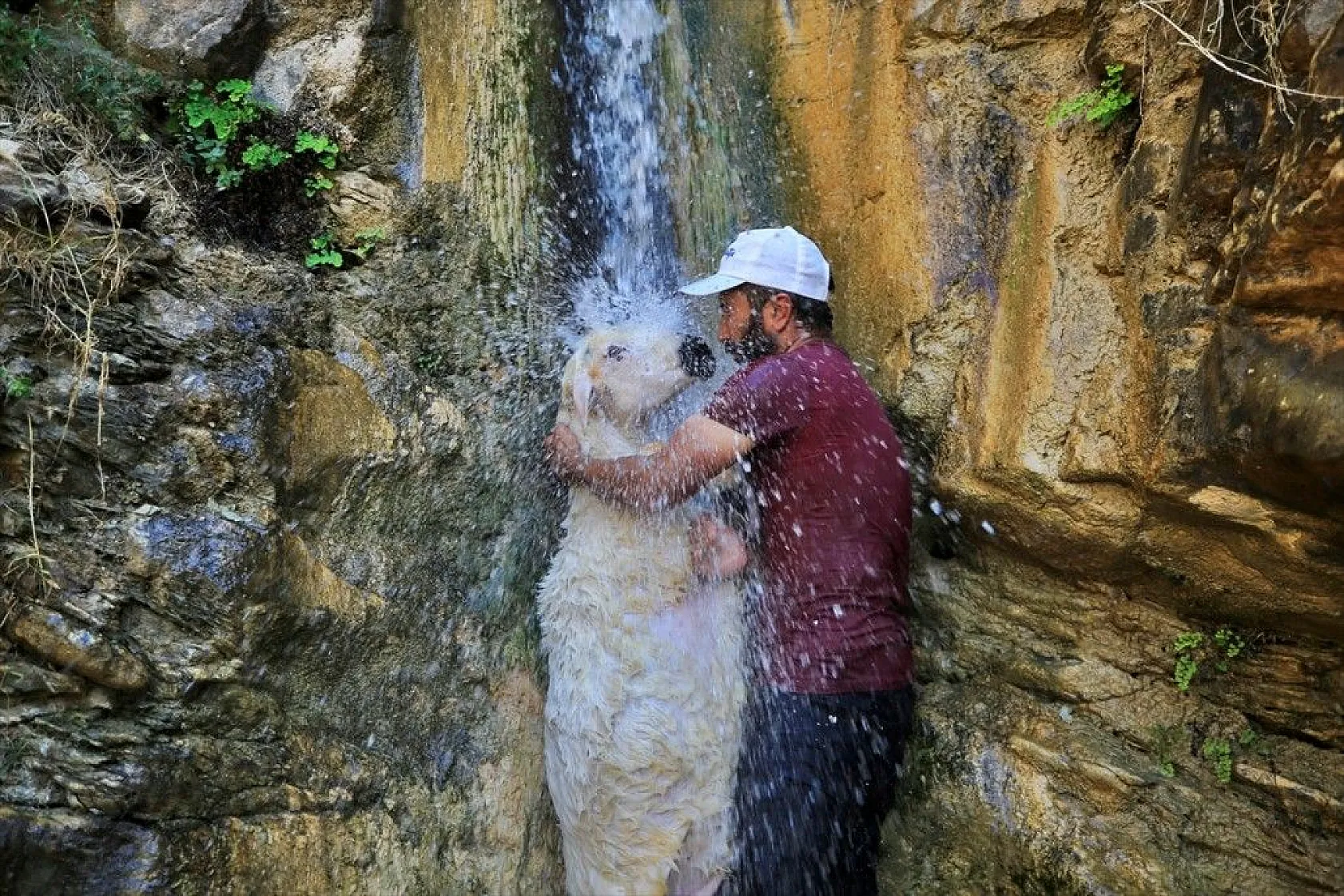 Sıcaktan etkilenen küçükbaş hayvanlar şelalede serinletiliyor