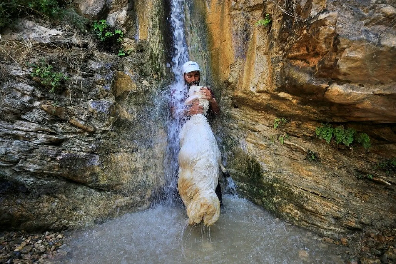 Sıcaktan etkilenen küçükbaş hayvanlar şelalede serinletiliyor