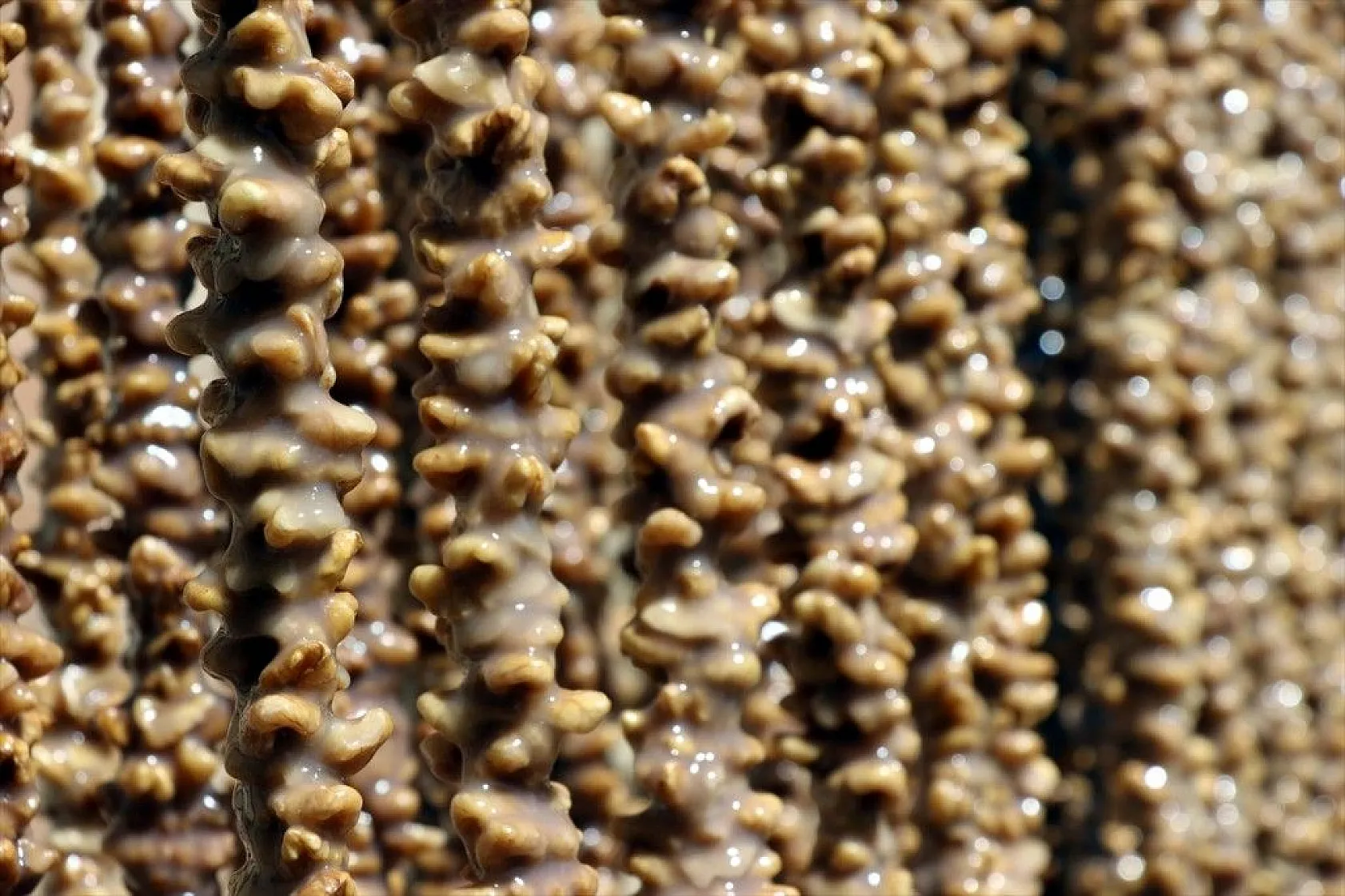 Kazanlar 'orcik' yapımı için kaynıyor