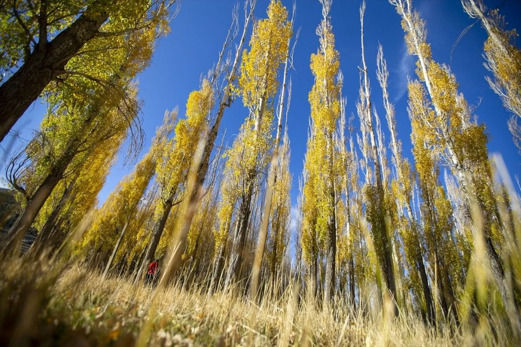 Erzurum'un meşhur Tekederesi mesire alanı sonbahar renklerine büründü