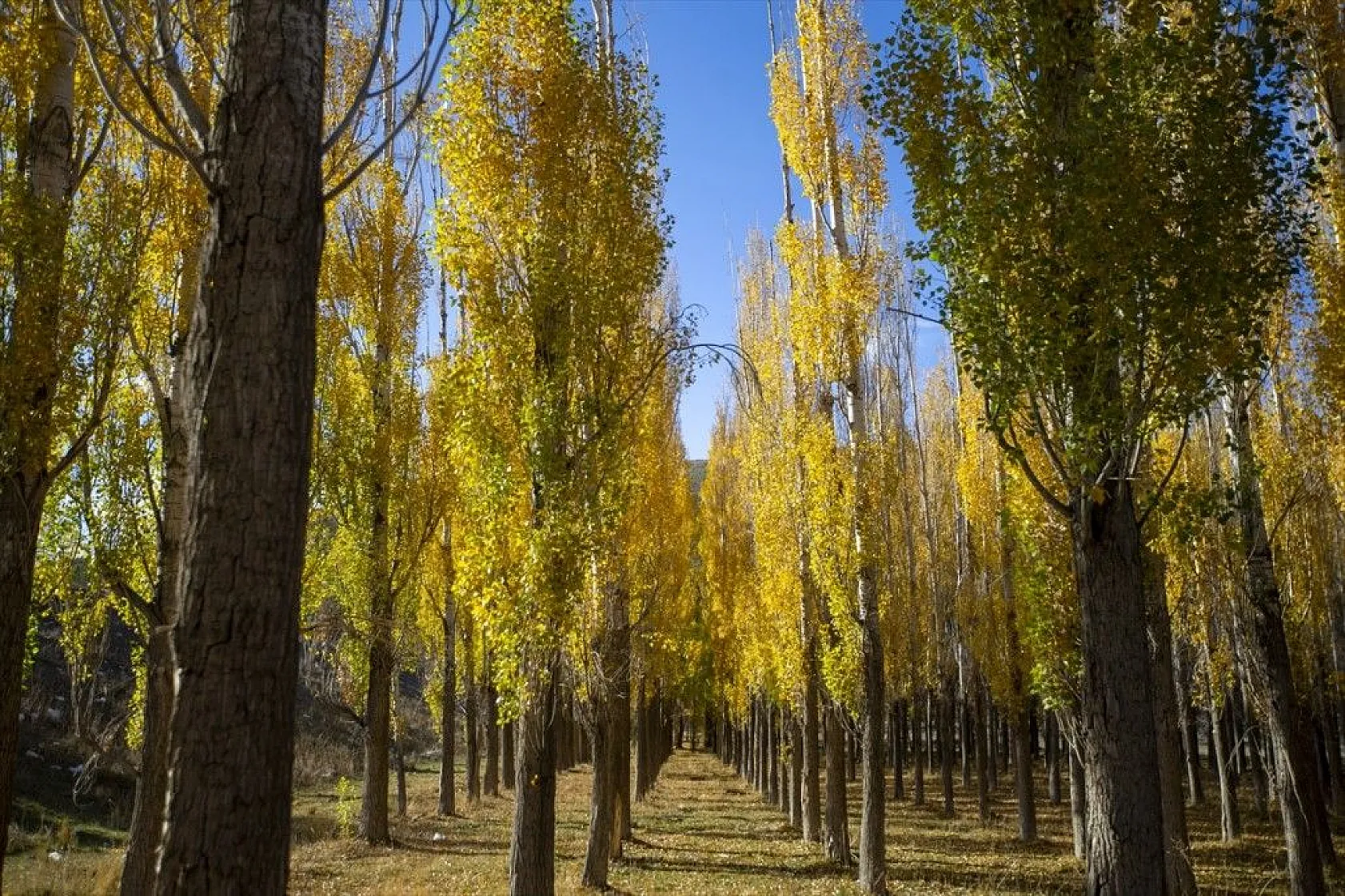 Erzurum'un meşhur Tekederesi mesire alanı sonbahar renklerine büründü