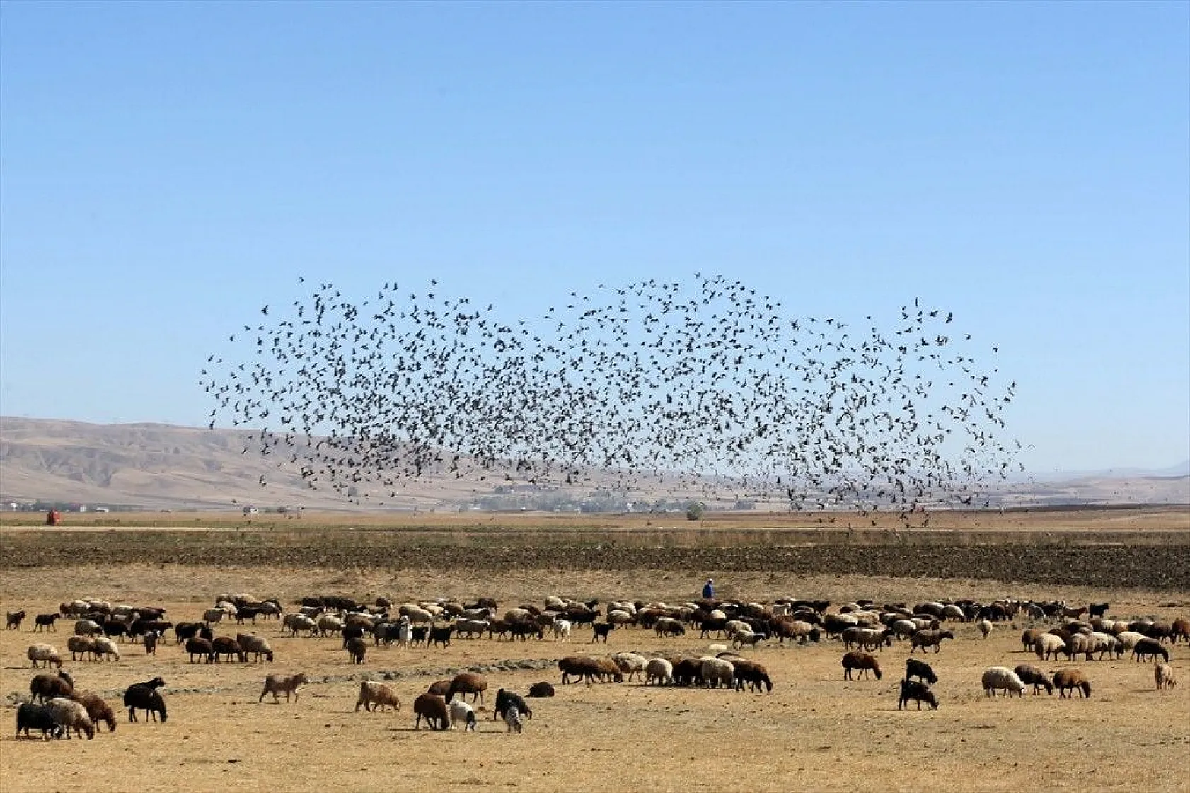 Muş Ovası'ndaki binlerce kuşun göçü kayıt altına alındı