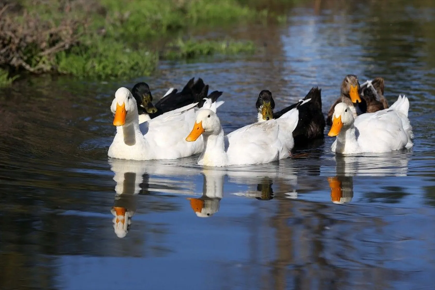Muş Ovası'ndaki binlerce kuşun göçü kayıt altına alındı