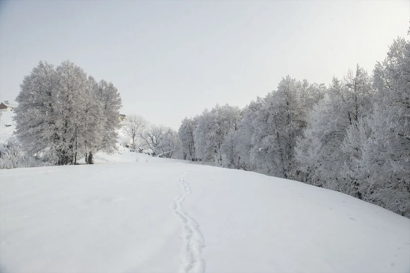 Tunceli'de soğuk havanın etkisiyle ağaç ve bitkiler kırağı tuttu
