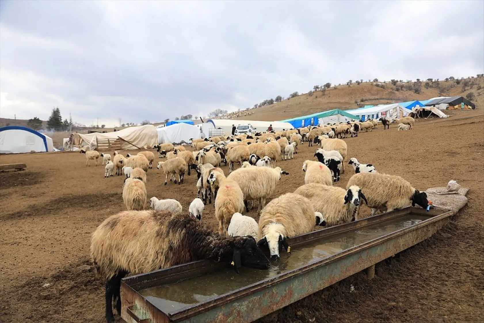 Sonbahar yağışları ile besicilerin yüzü güldü