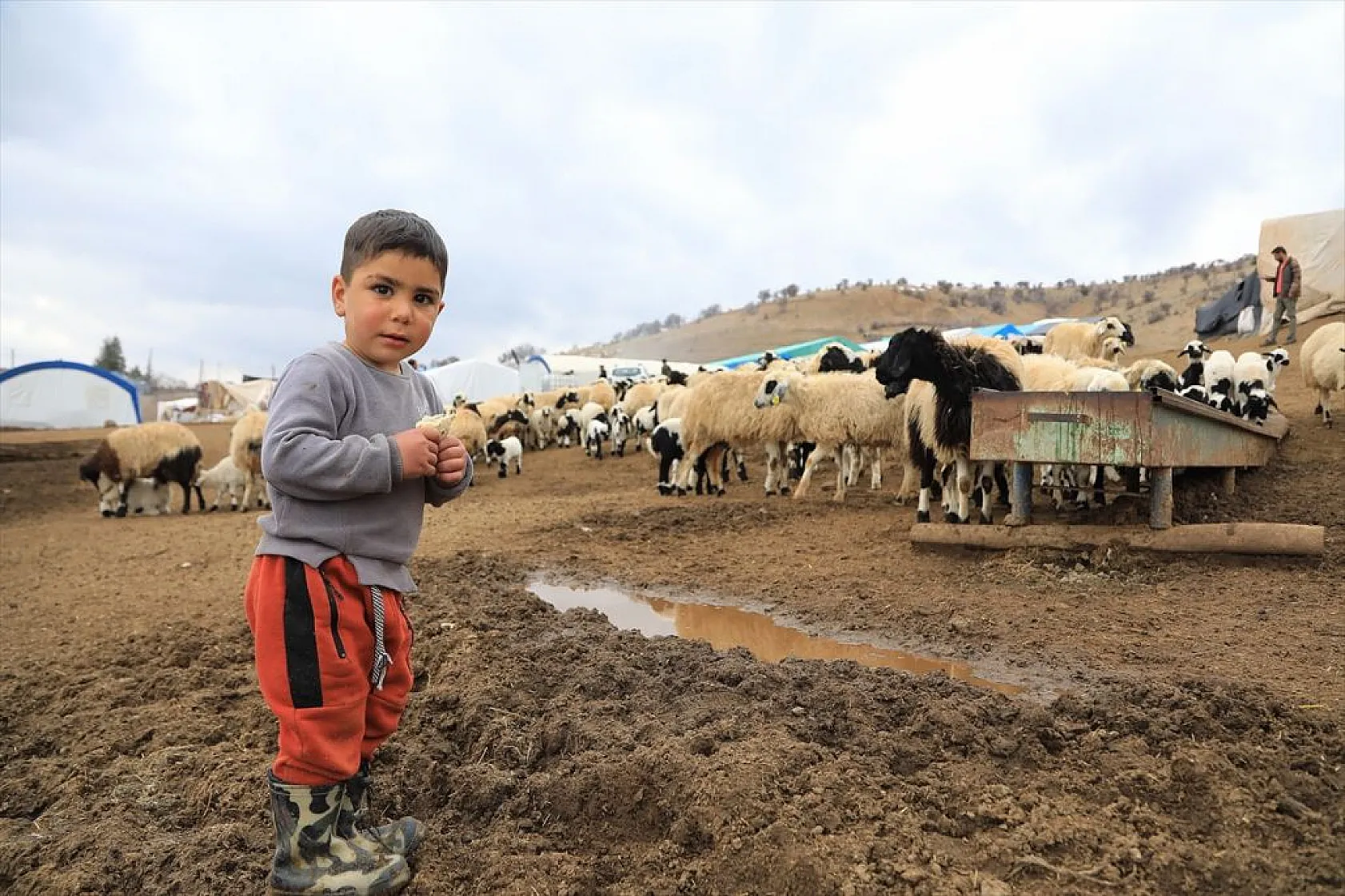 Sonbahar yağışları ile besicilerin yüzü güldü