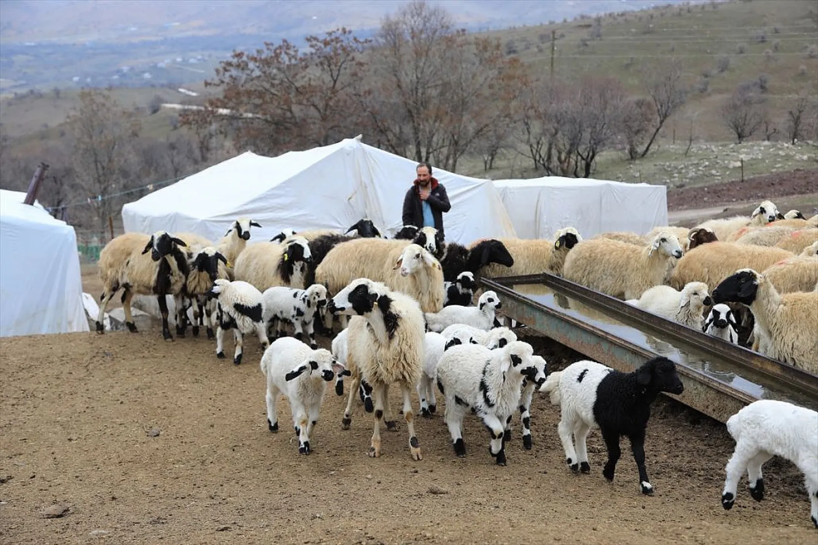 Sonbahar yağışları ile besicilerin yüzü güldü