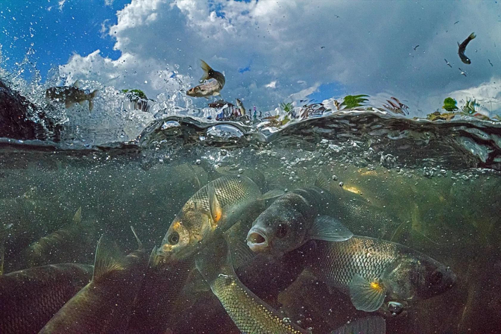 İnci kefalleri en zor göç dönemlerinden birini yaşıyor