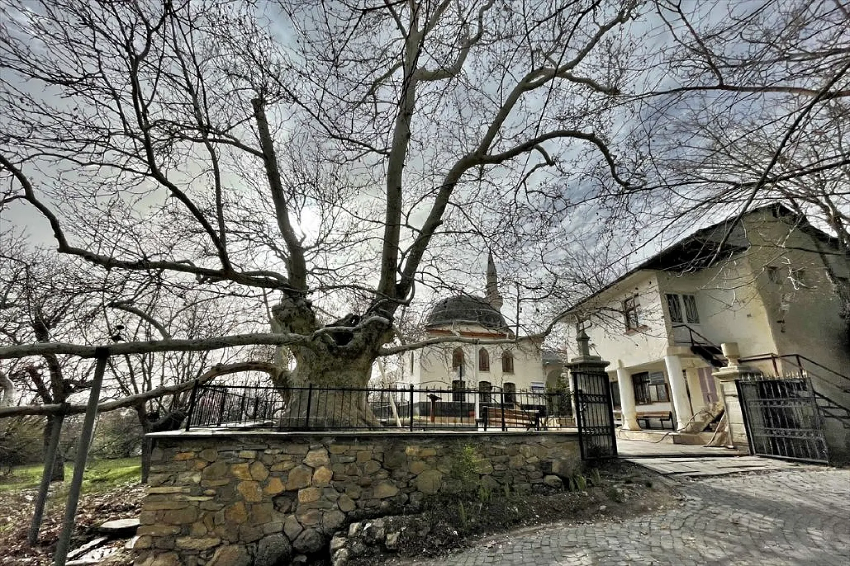 394 yıllık 'Doğu Çınarı' özenle korunuyor