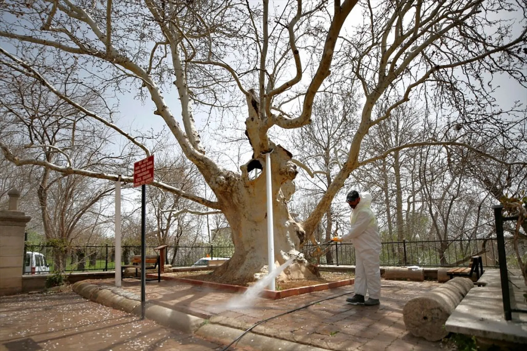 394 yıllık 'Doğu Çınarı' özenle korunuyor